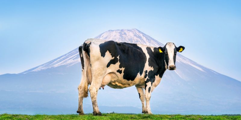 Understanding The Importance Of Cow’s Milk In A Balanced Diet